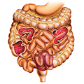 Miniatlas Gastroenterology