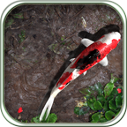 Pocket Pond HD