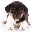 Talking Dog