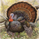 Free Turkey Calls