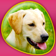 Dogs 360