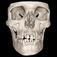 iCBCT Anatomy