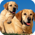 Cute dog wallpapers
