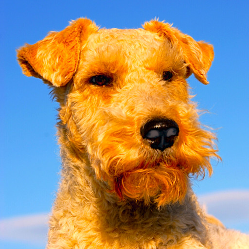 Dog Breeds HD+